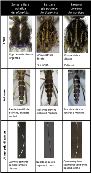 invasive stechmücken Unterscheidungsmerkmale_IT_ECDC Guidelines for the surveillance of invasive mosquitoes in Europe-Francis Schaffner